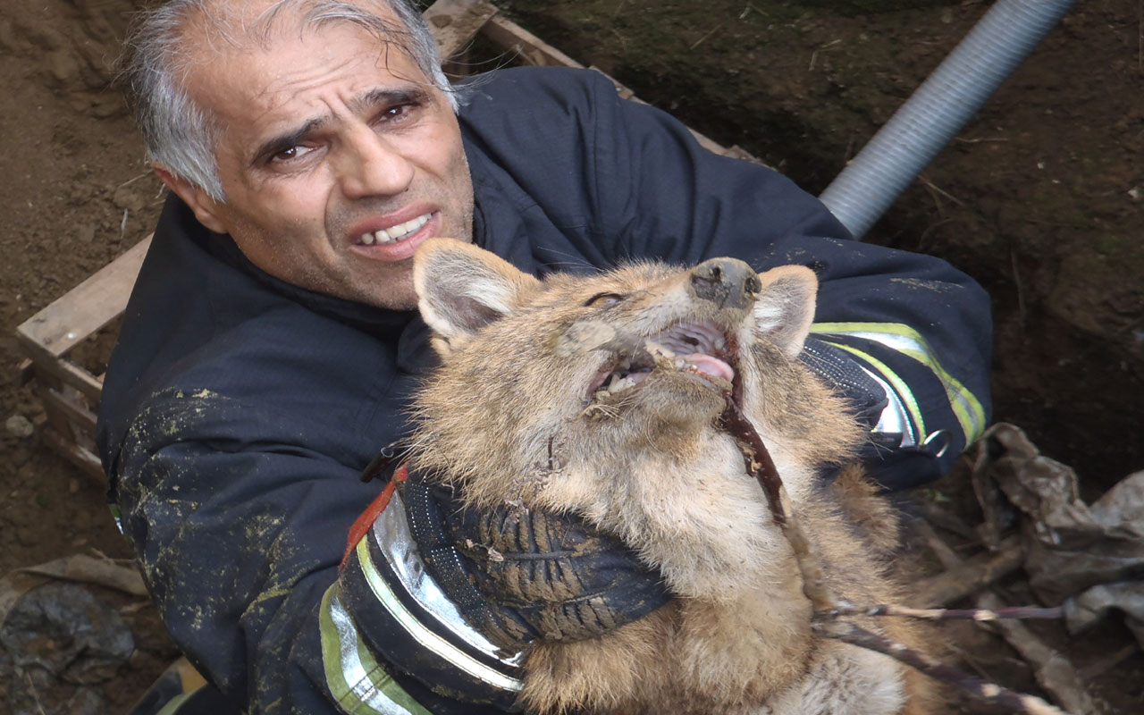 نجات شغال توسط آتش نشانان