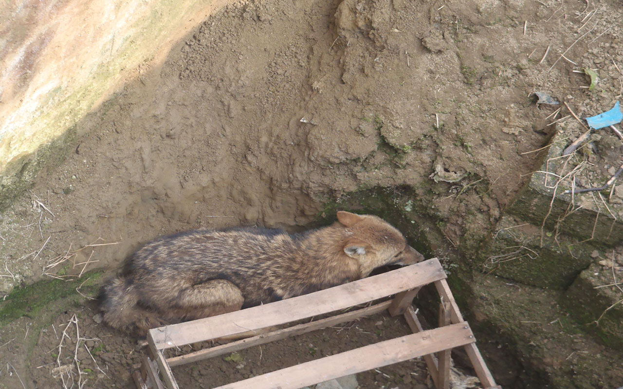 نجات شغال توسط آتش نشانان